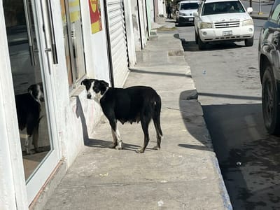 Protección animal ante el frío: prevención y atención en Monclova