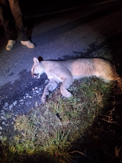 Hallan a Puma sin vida tras atropellamiento en la Muralla