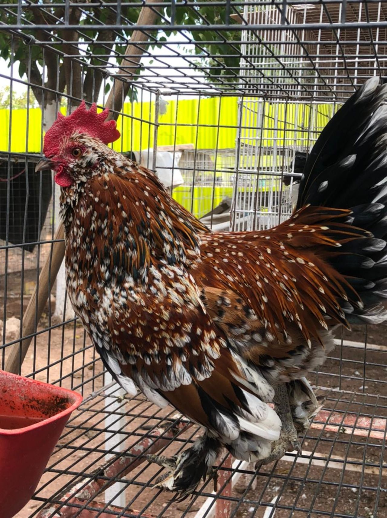 El Aviario de Monclova invita a la ciudadanía a visitarlo