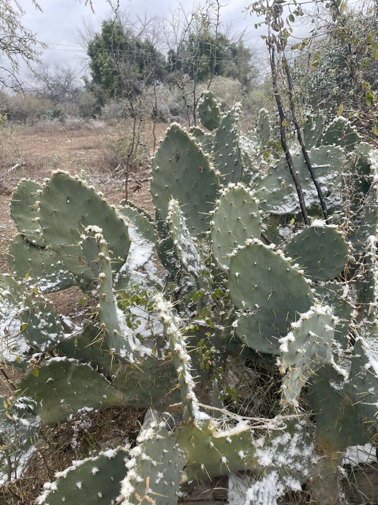 Pozuelos 
