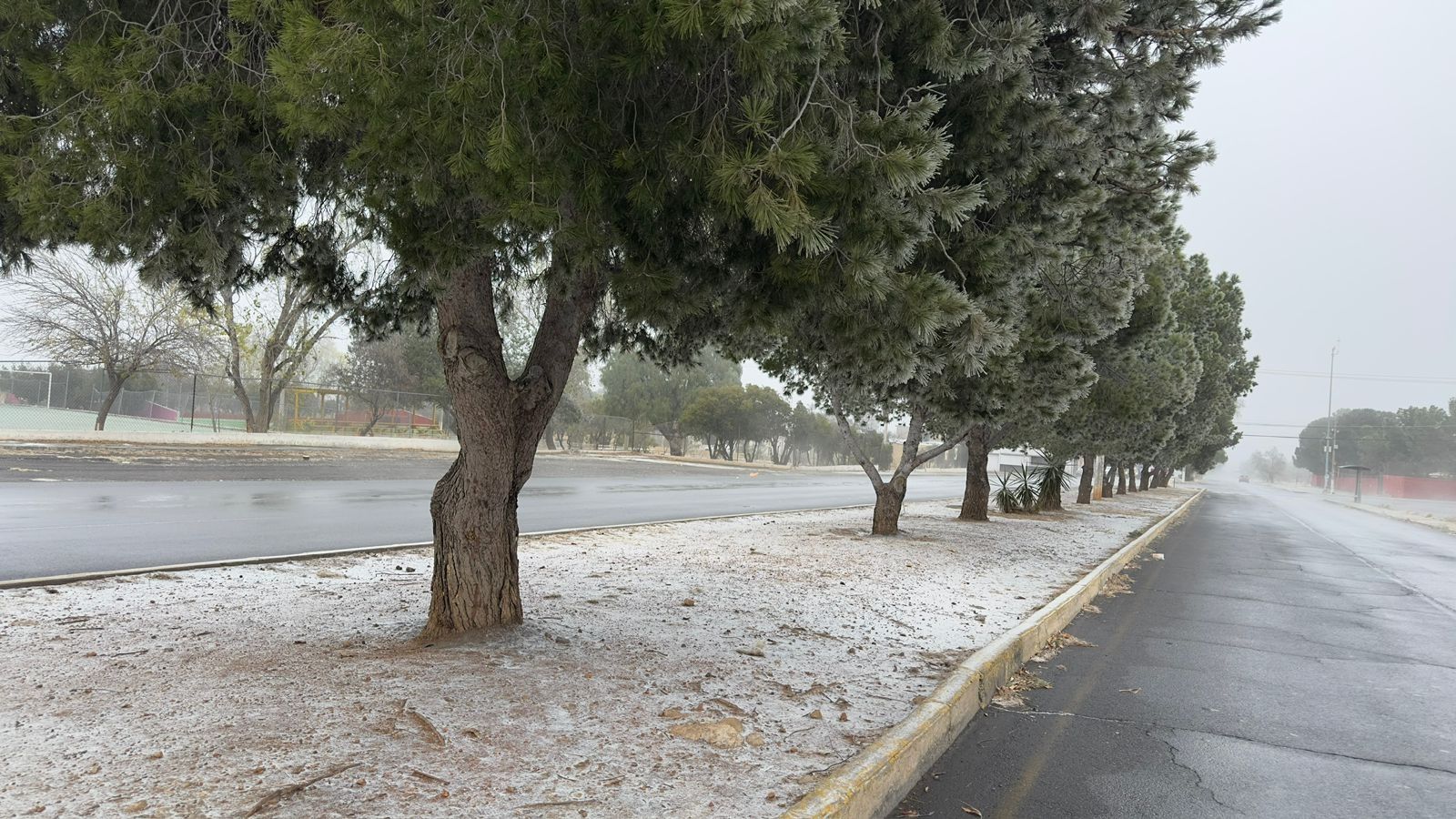 Saltillo