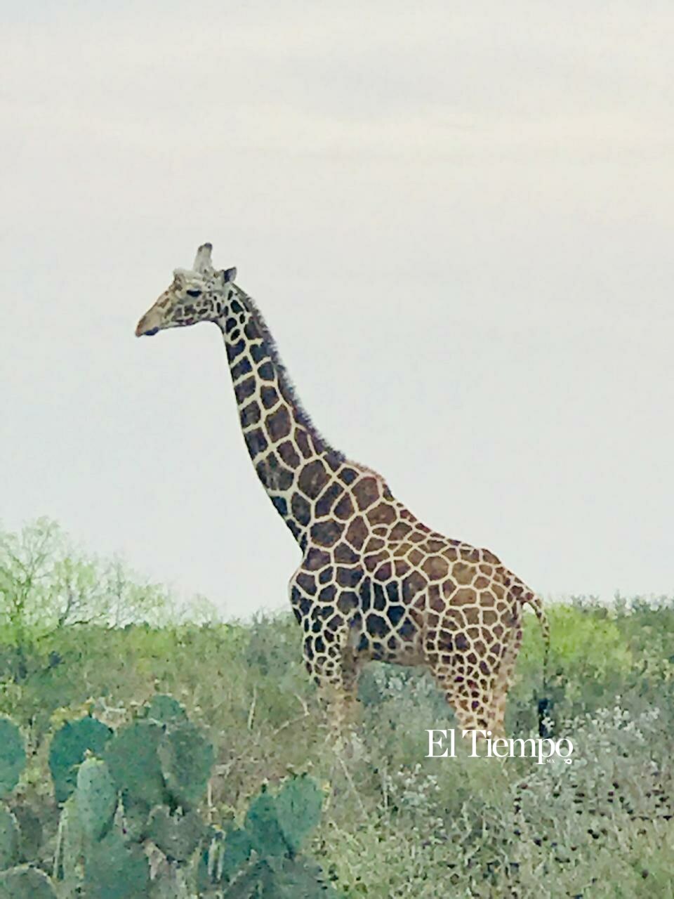 Fauna exótica invade el desierto de Coahuila