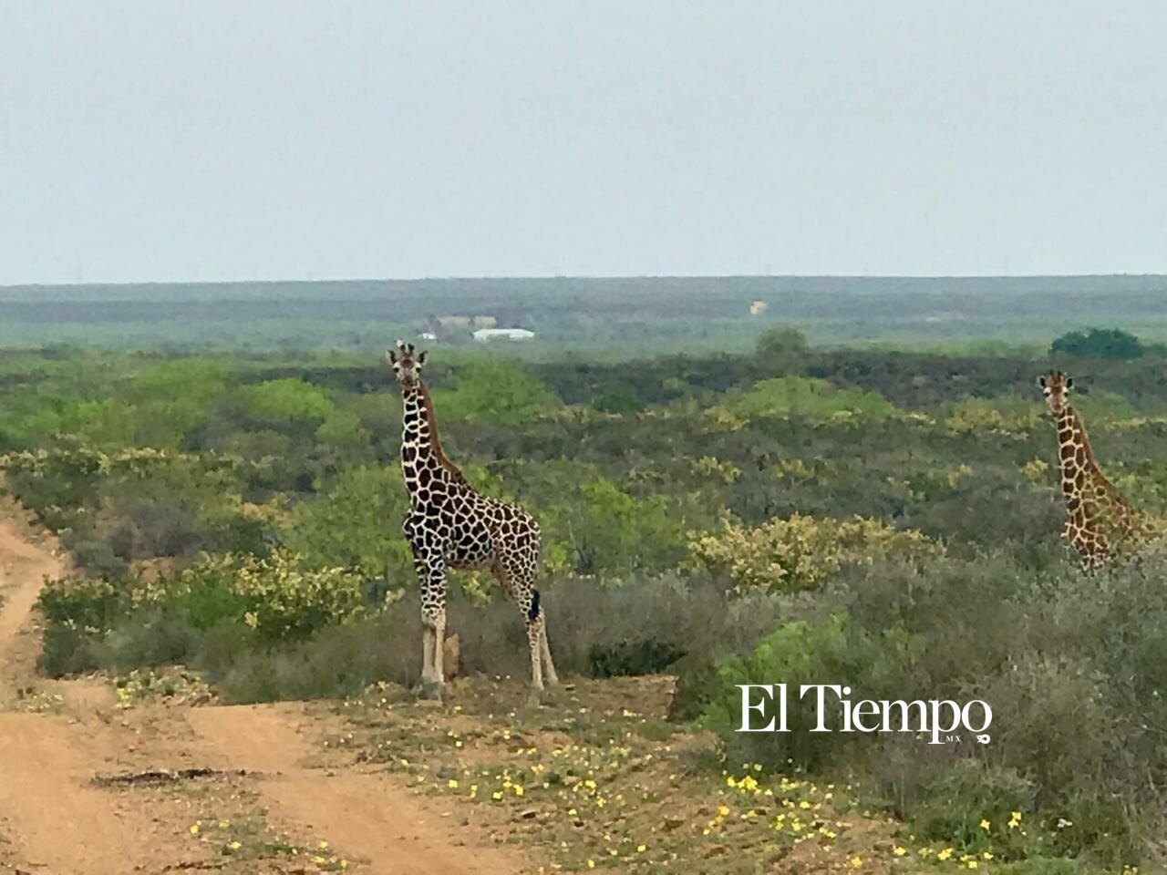 Fauna exótica invade el desierto de Coahuila