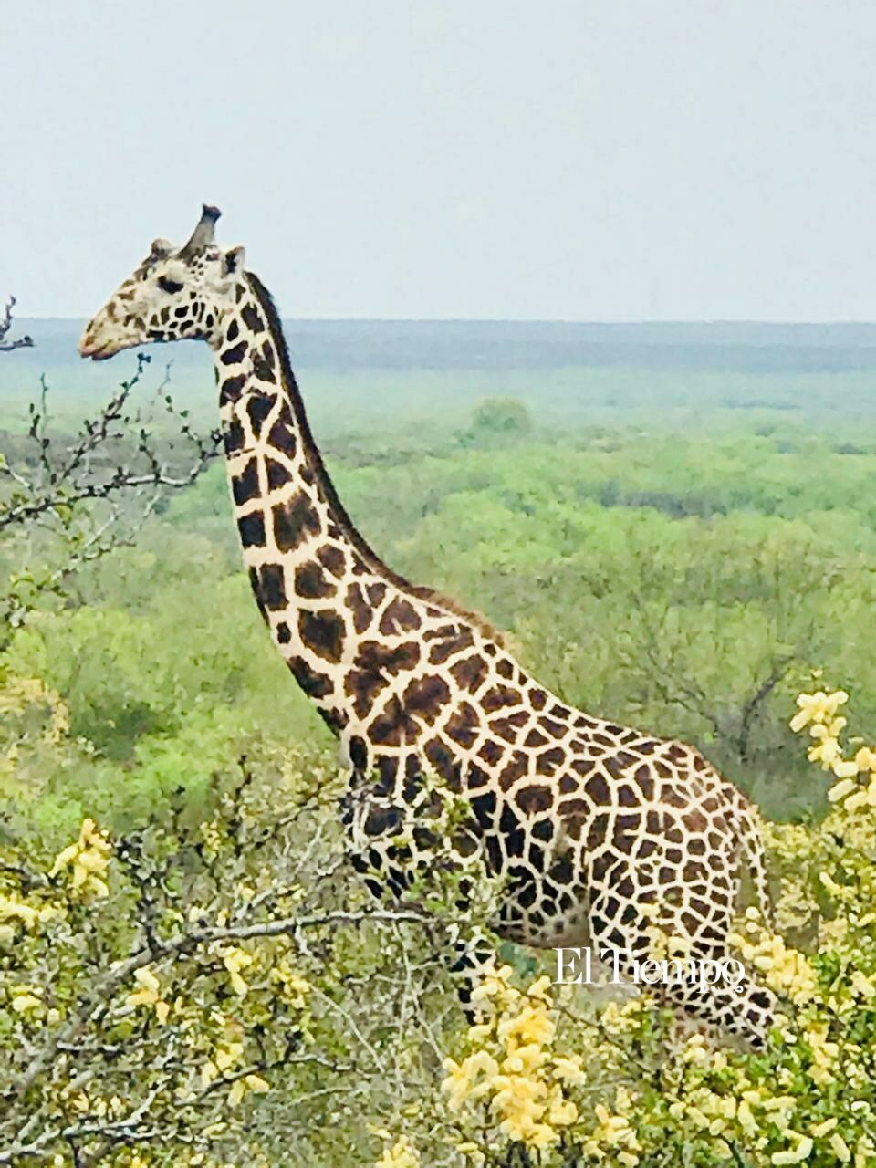 Fauna exótica invade el desierto de Coahuila