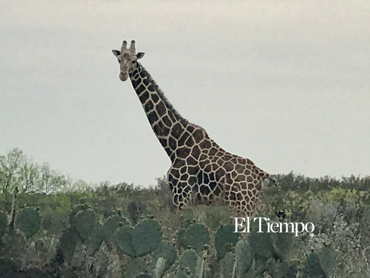 Fauna exótica invade el desierto de Coahuila