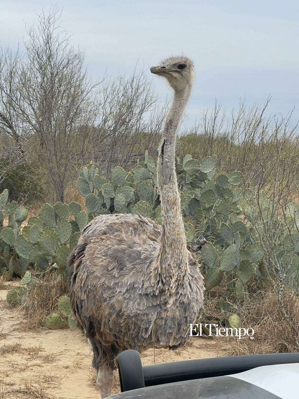 Fauna exótica invade el desierto de Coahuila