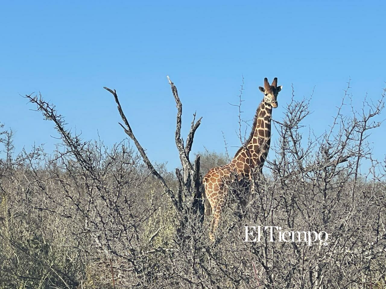 Fauna exótica invade el desierto de Coahuila