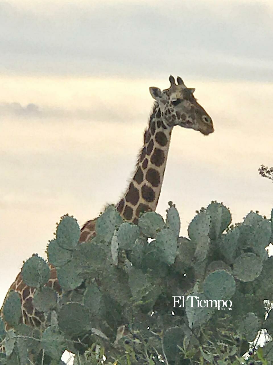 Fauna exótica invade el desierto de Coahuila