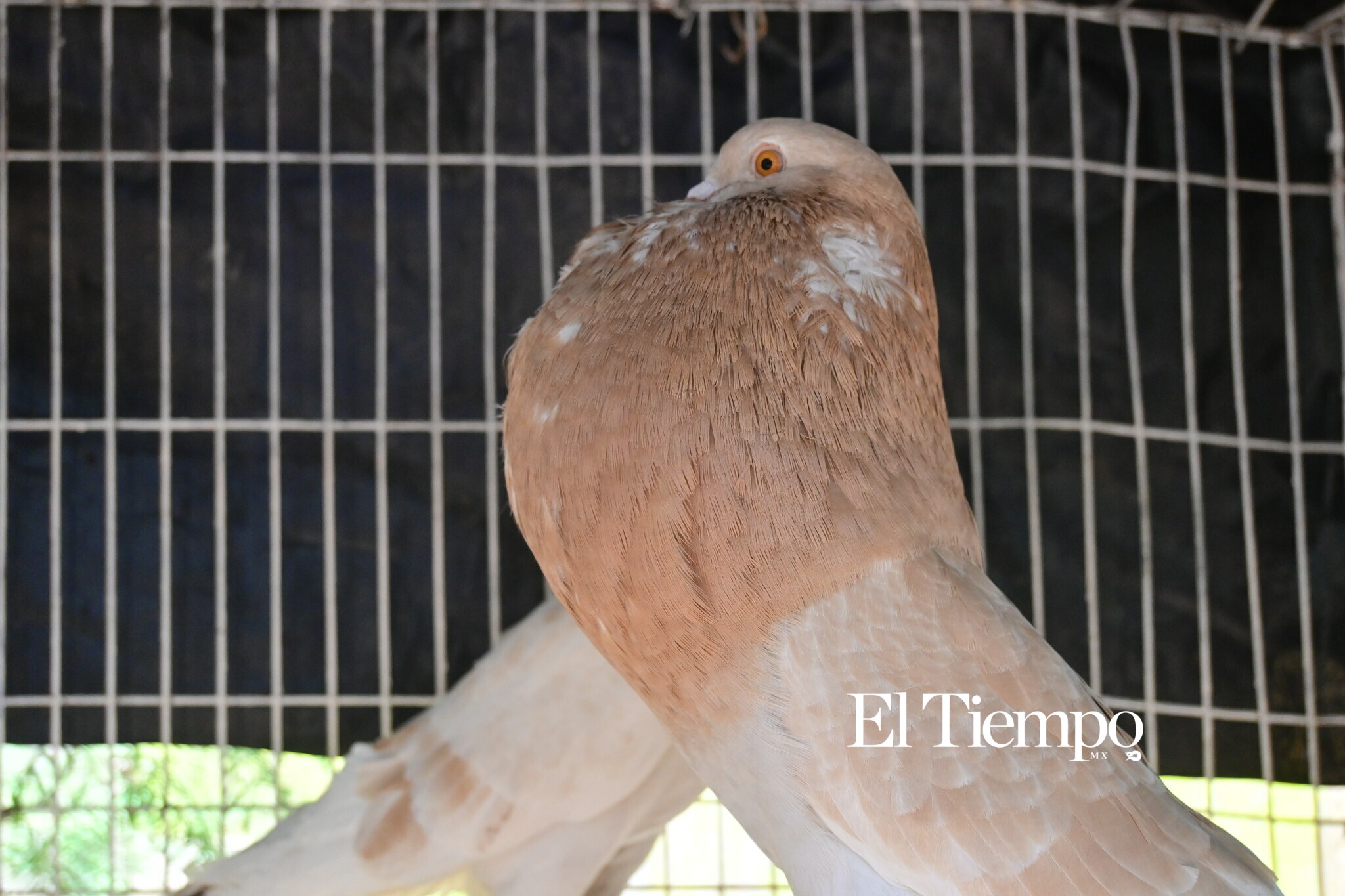 Colores que conectan: el aviario como opción para el Día del Niño