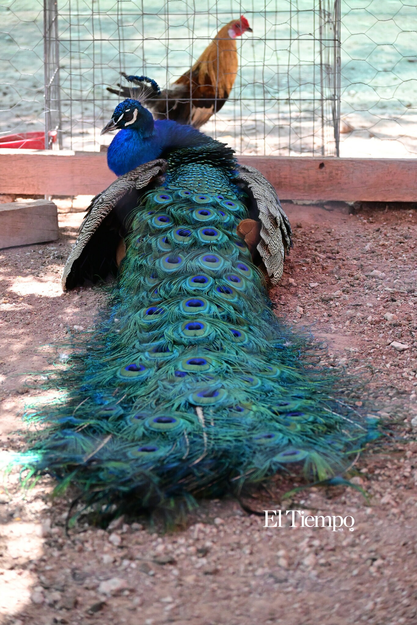 Colores que conectan: el aviario como opción para el Día del Niño