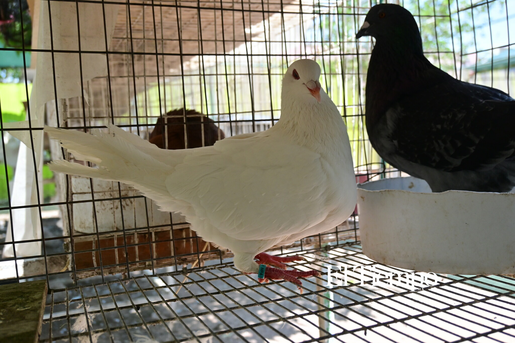 Colores que conectan: el aviario como opción para el Día del Niño
