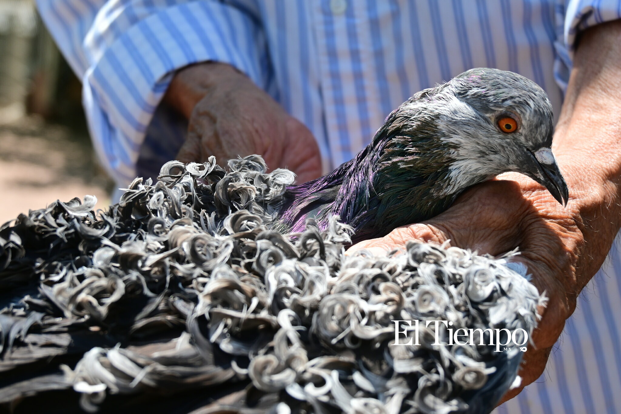 Galería fotográfica: Colores que conectan: el aviario como opción para el Día del Niño