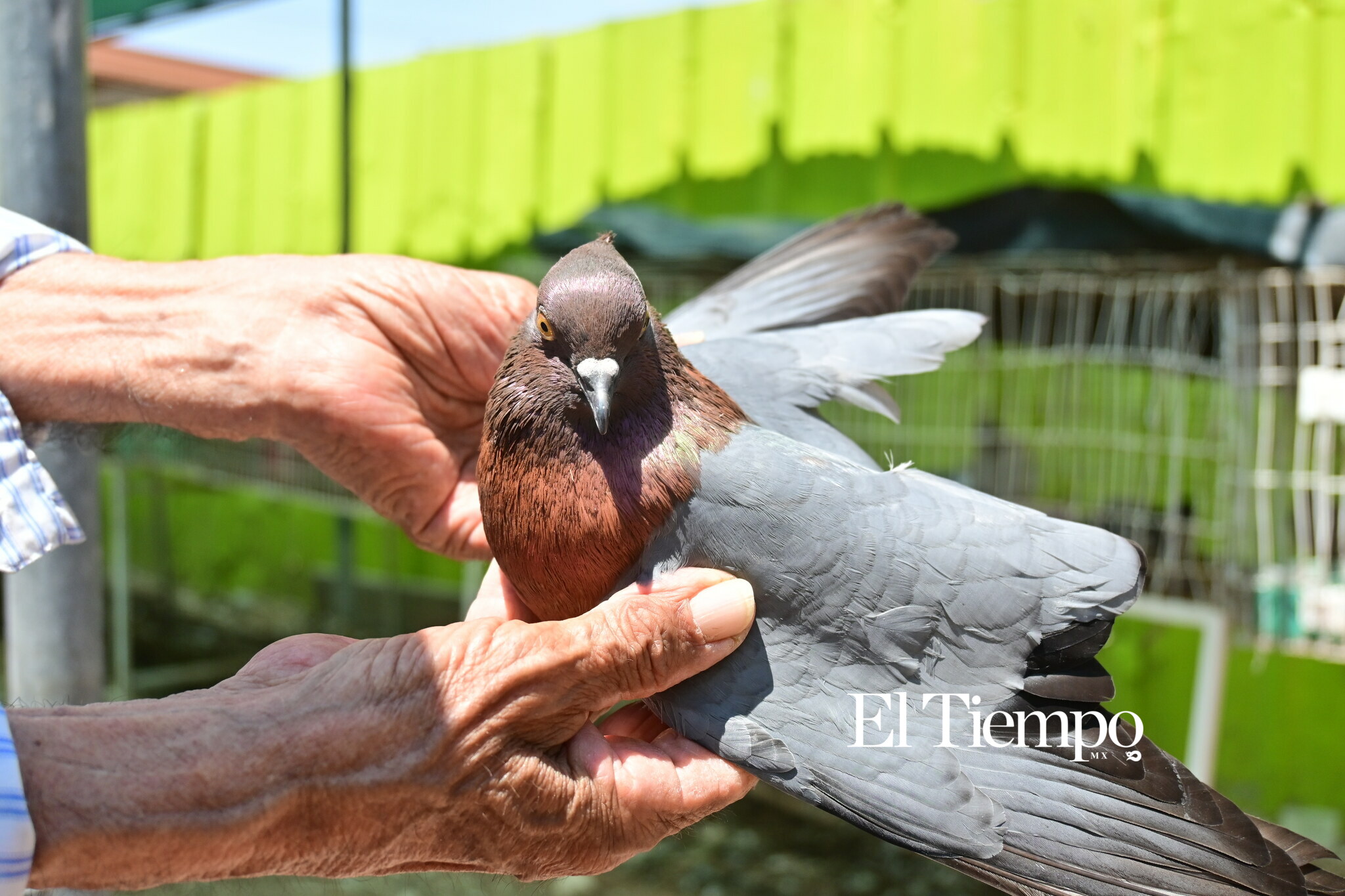 Galería fotográfica: Colores que conectan: el aviario como opción para el Día del Niño