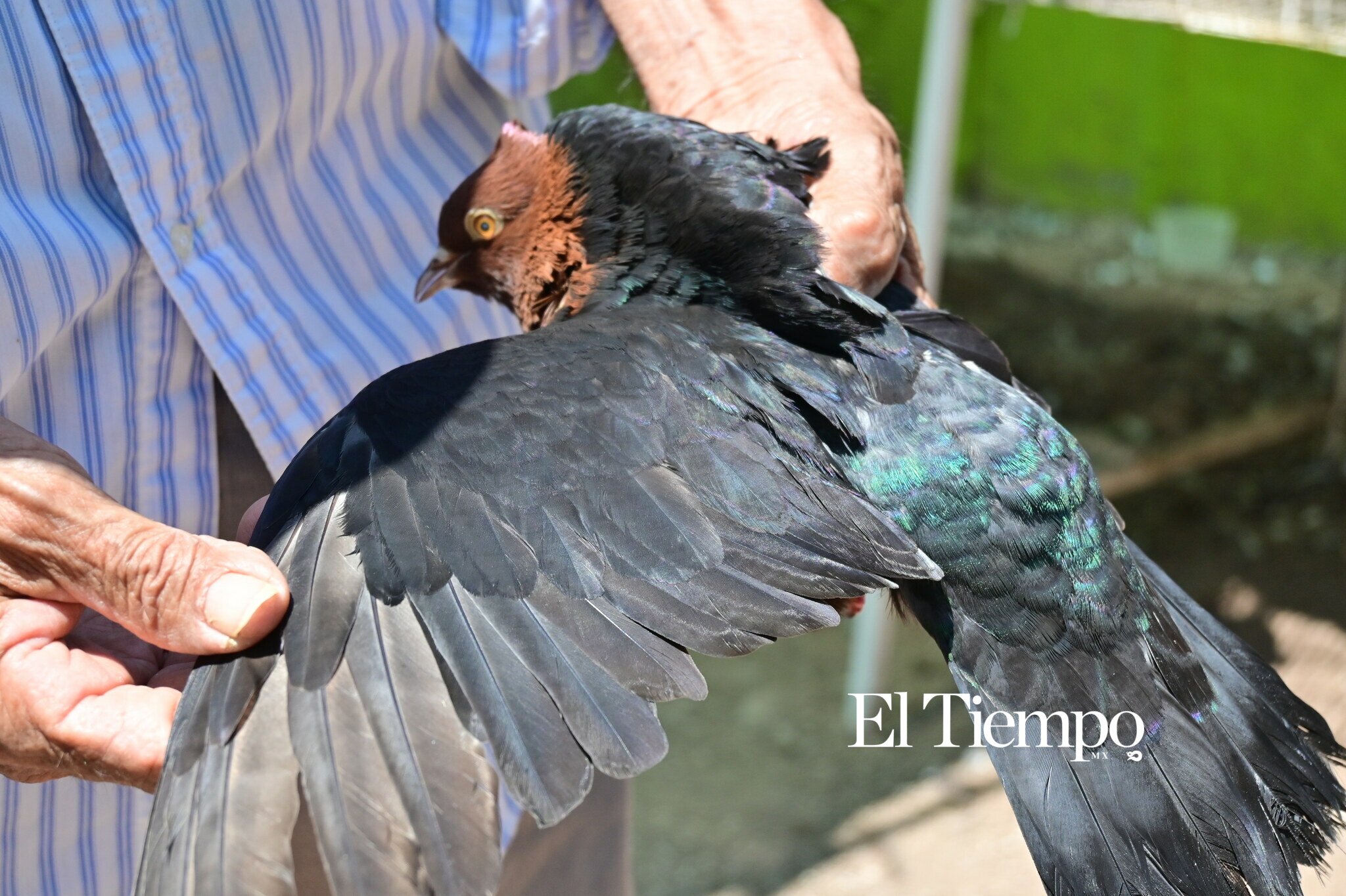 Galería fotográfica: Colores que conectan: el aviario como opción para el Día del Niño