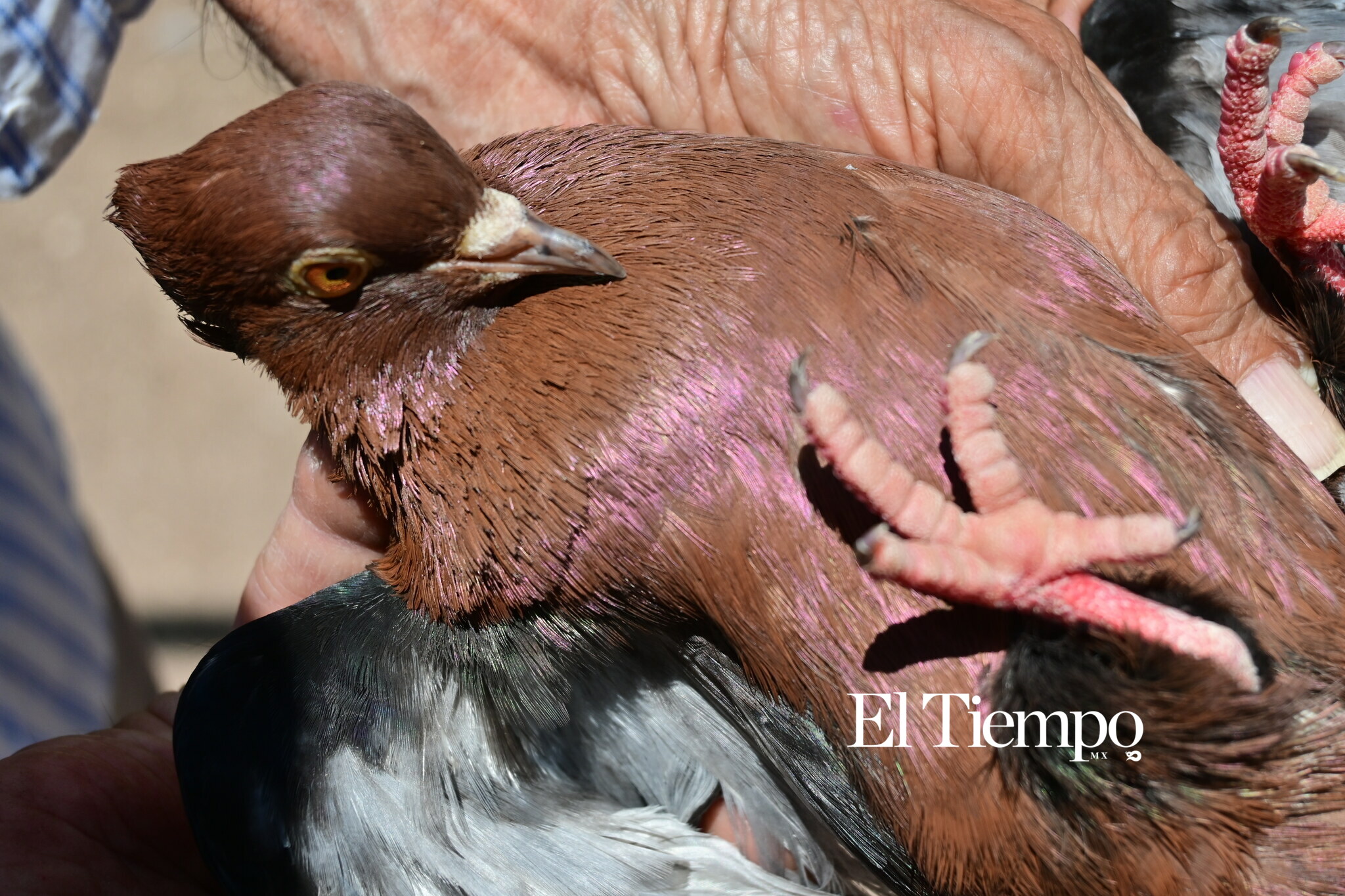 Galería fotográfica: Colores que conectan: el aviario como opción para el Día del Niño