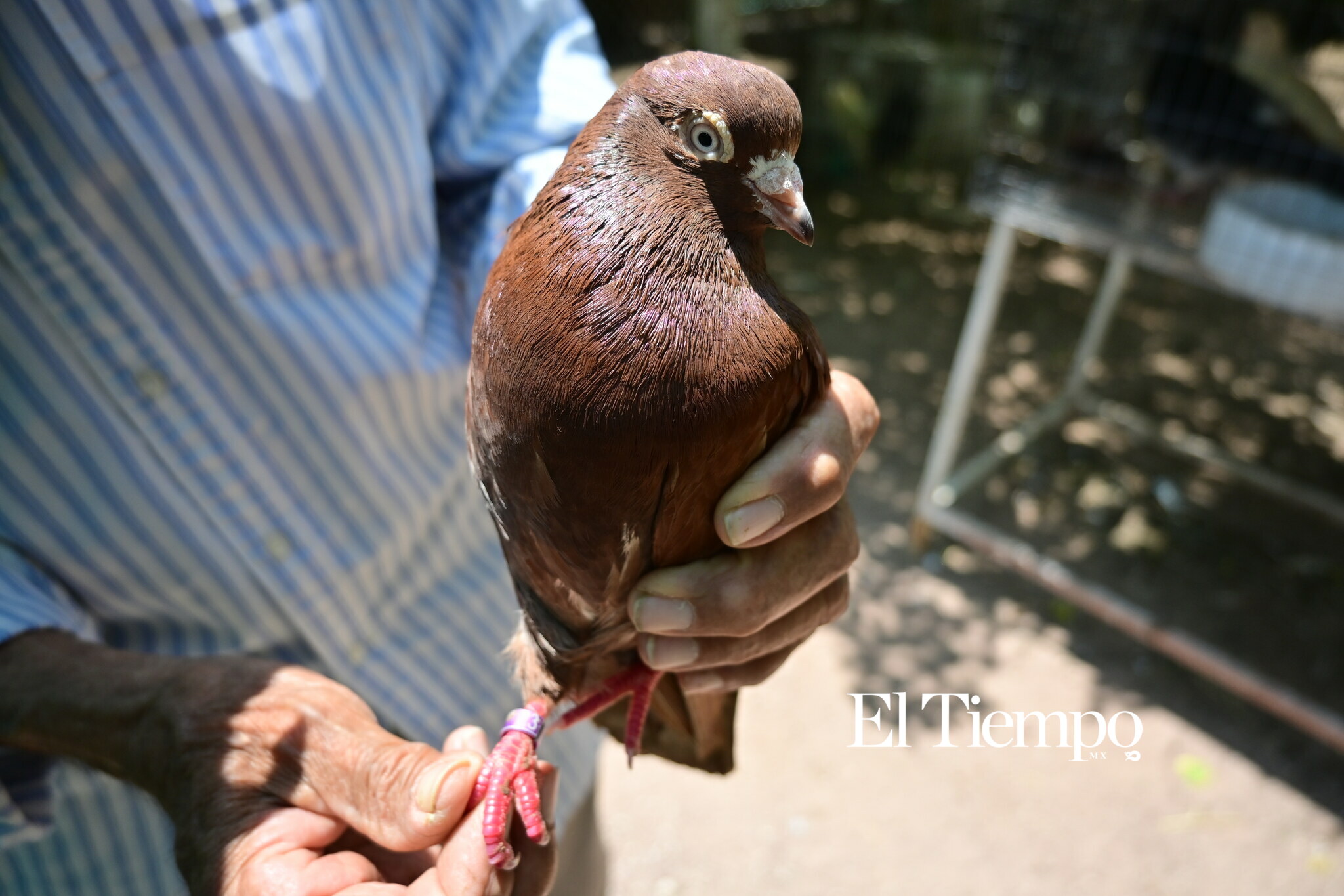 Galería fotográfica: Colores que conectan: el aviario como opción para el Día del Niño