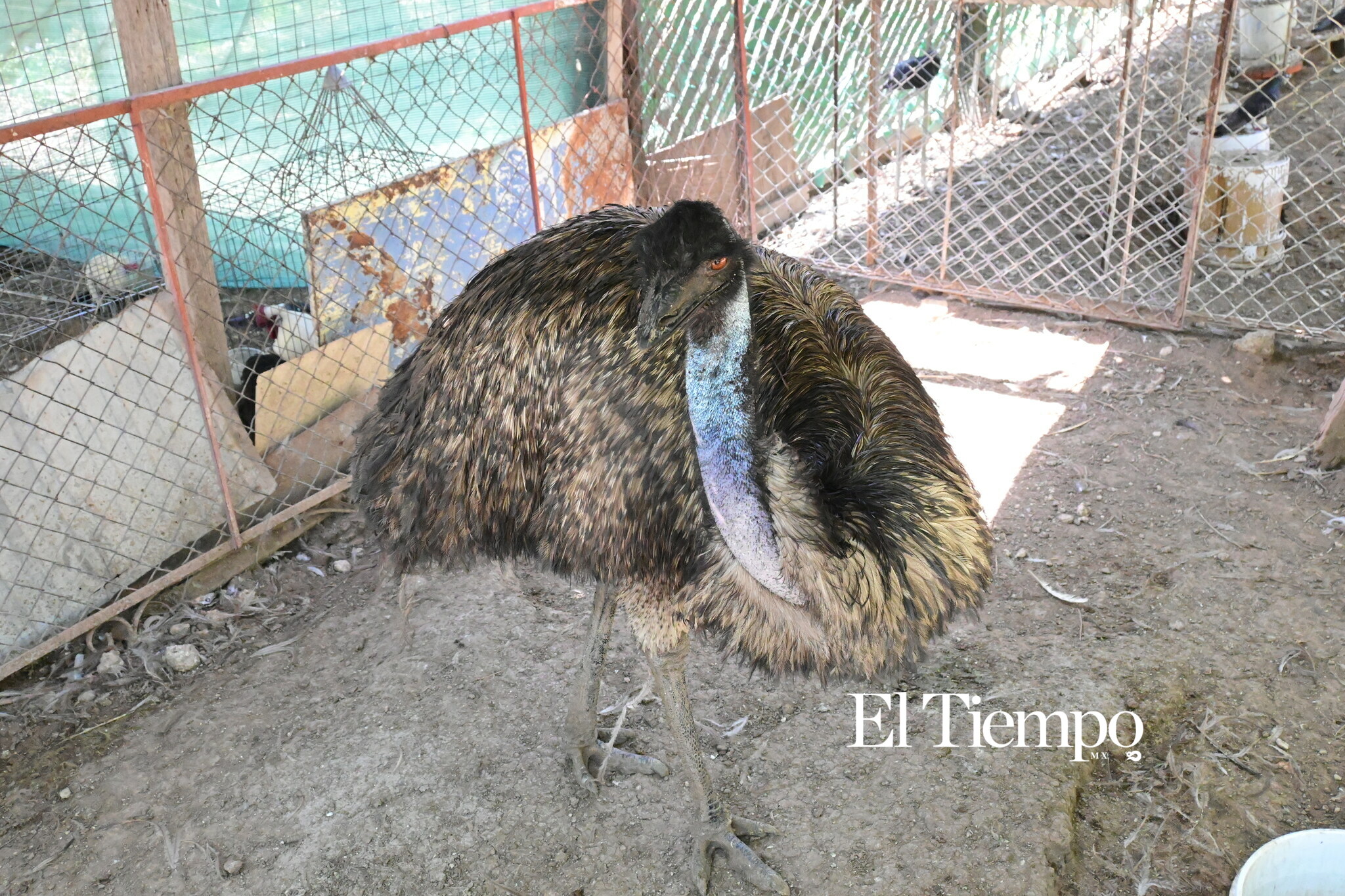 Colores que conectan: el aviario como opción para el Día del Niño