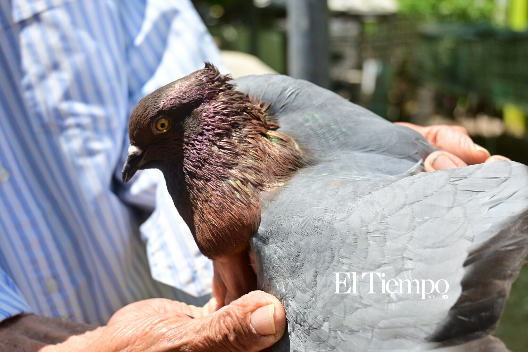 Colores que conectan: el aviario como opción para el Día del Niño