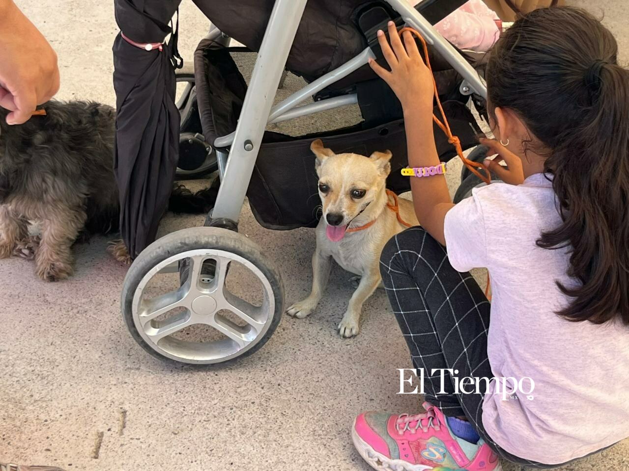 Brigada de Salud Animal reúne a decenas de familias en la colonia 21 de Marzo para fortalecer la prevención