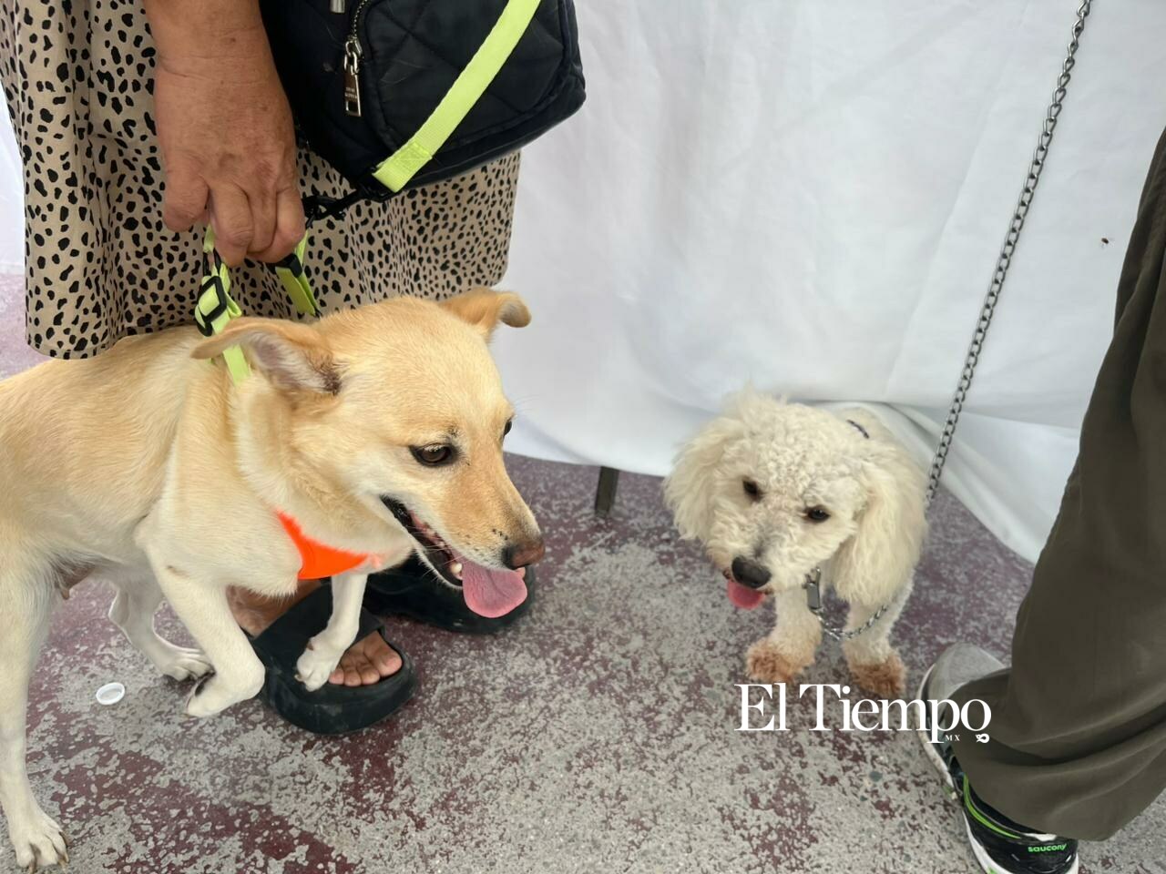 Alta participación ciudadana en Brigada Integral de Salud Animal en Frontera