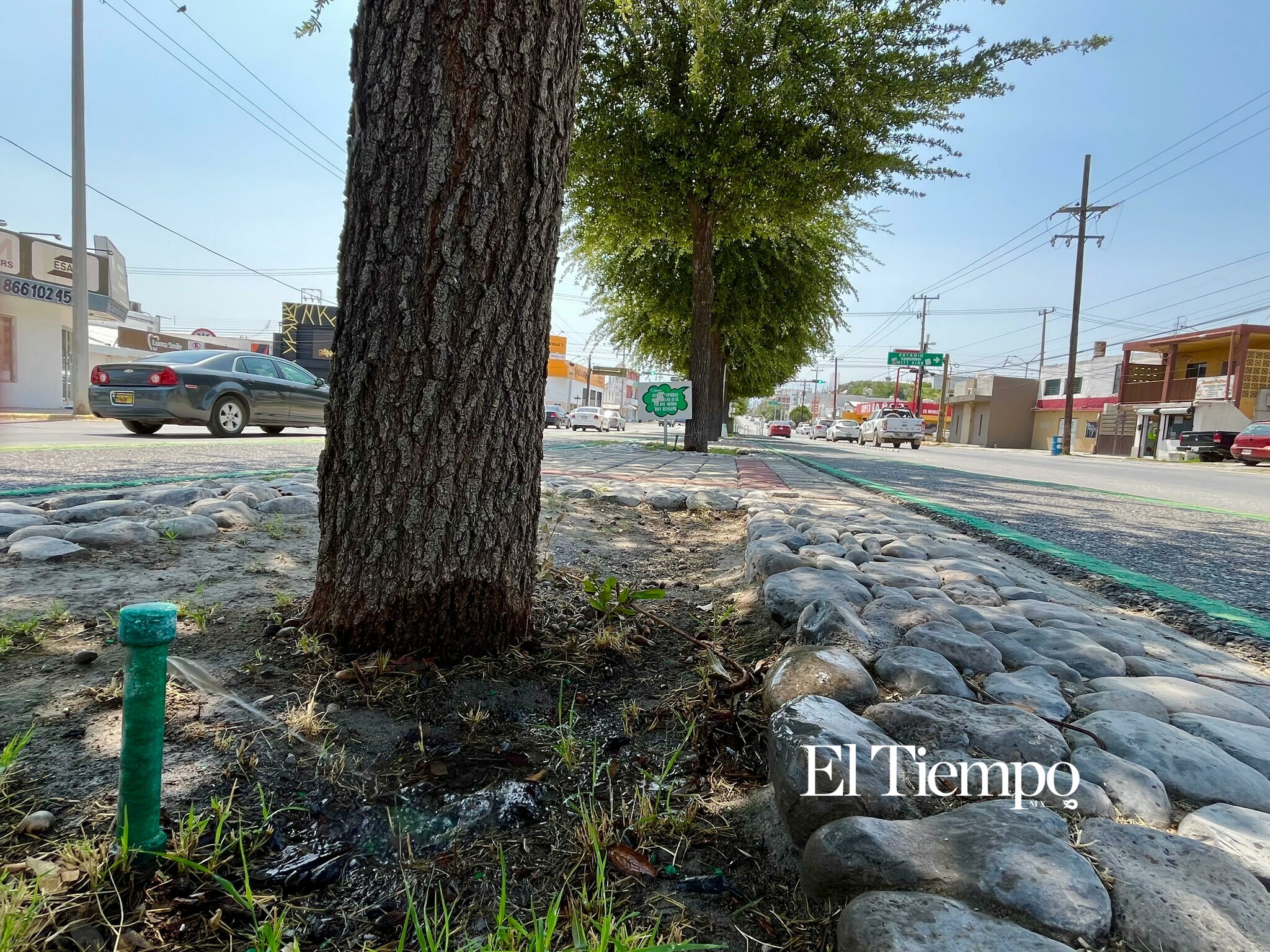 Día Mundial del Árbol; el legado verde que crece en las principales avenidas de Monclova