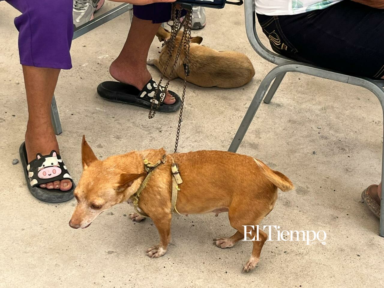 Brigada de Salud Animal reúne a decenas de familias en la colonia 21 de Marzo para fortalecer la prevención