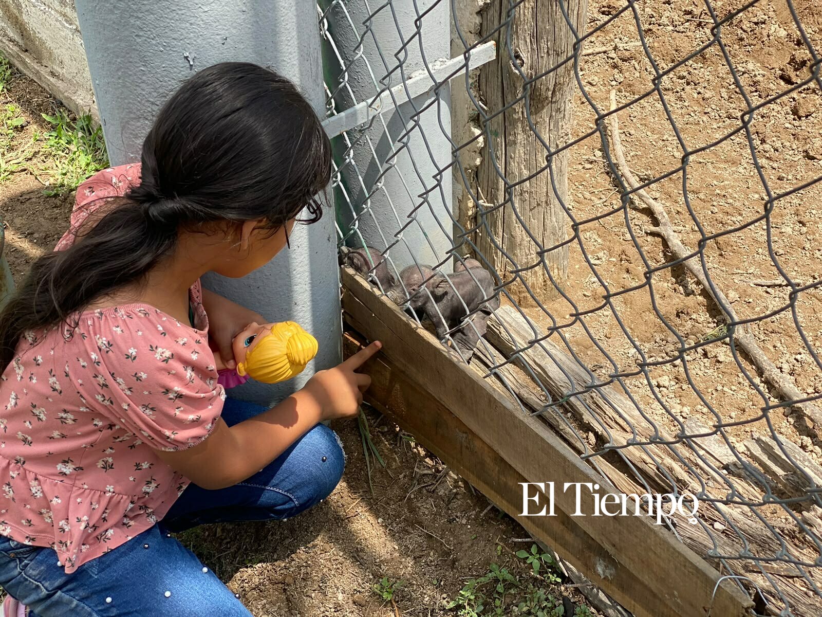 Nacen cerditos enanos vietnamitas en Ecoparque de Monclova
