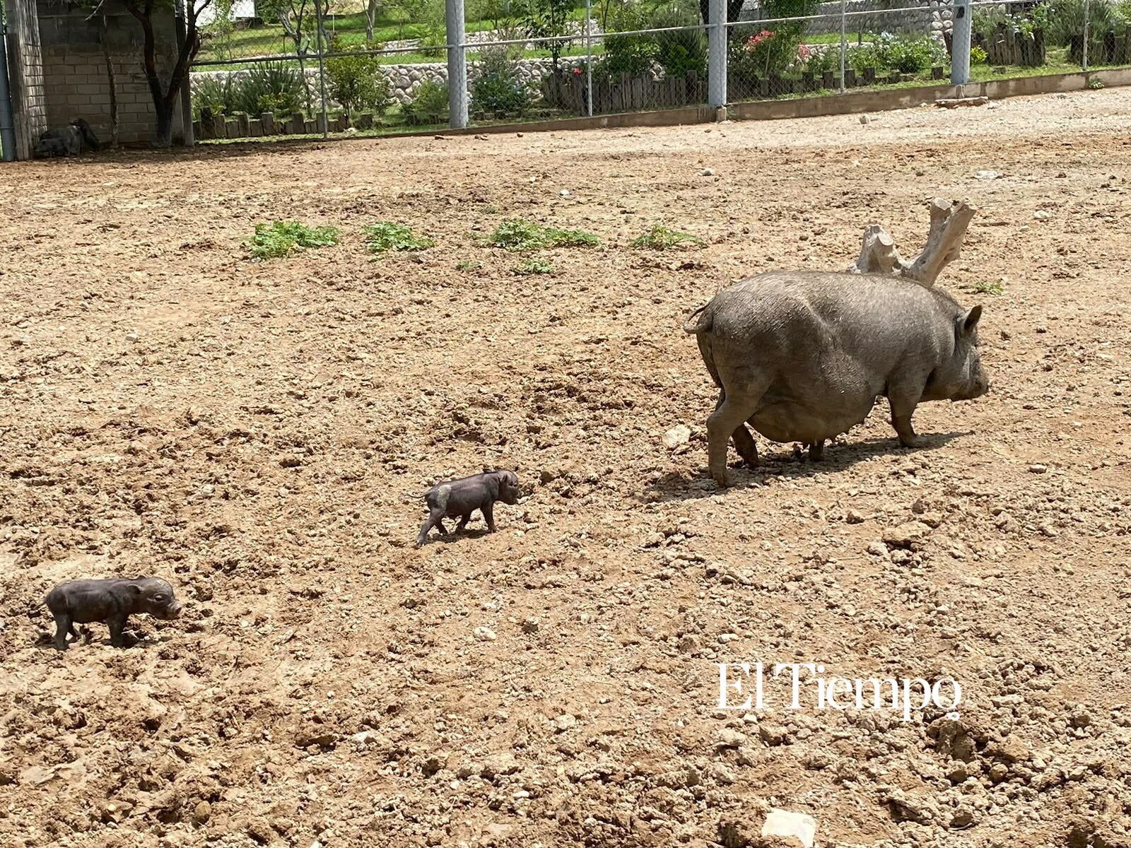 Galería fotográfica: Nacen cerditos enanos vietnamitas en Ecoparque de Monclova