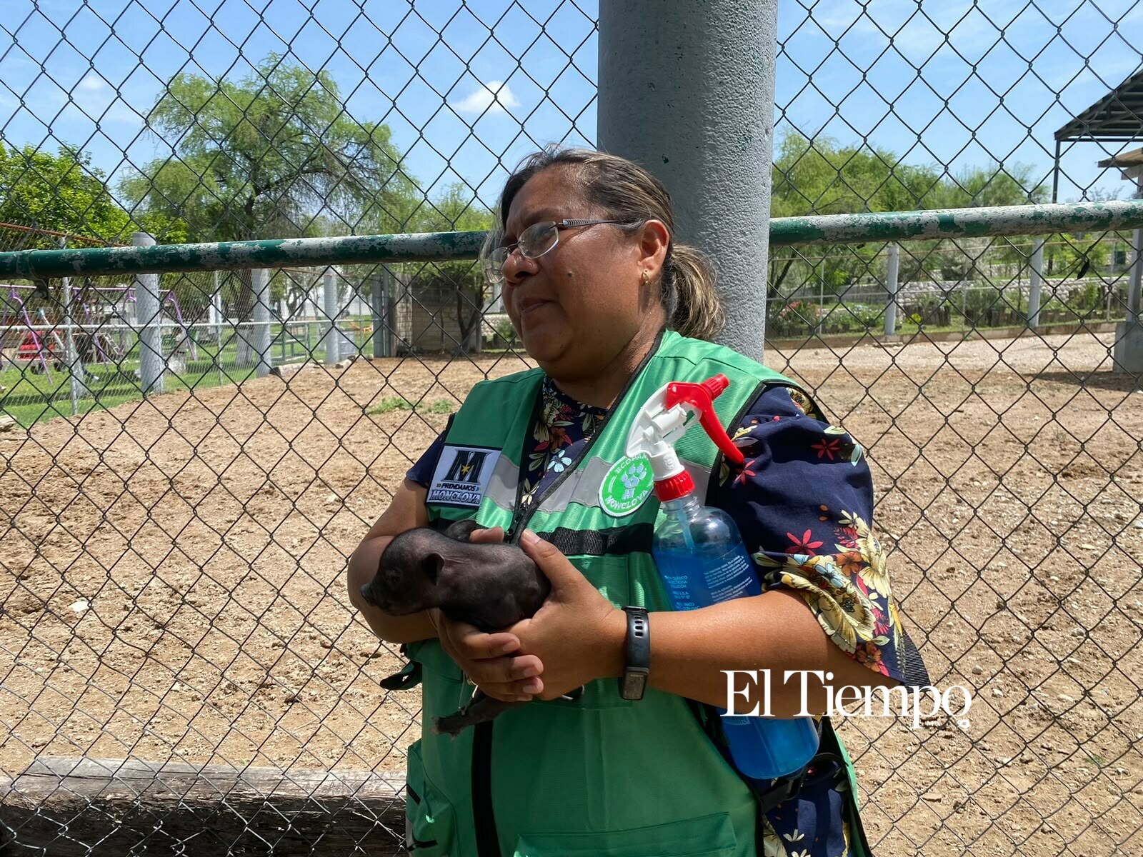 Nacen cerditos enanos vietnamitas en Ecoparque de Monclova