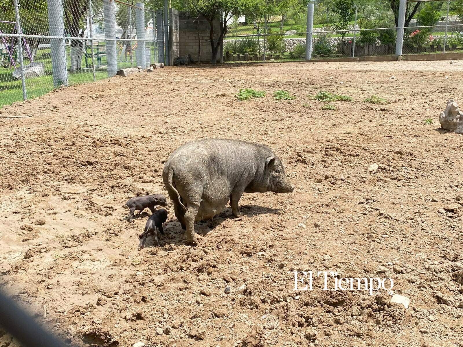 Nacen cerditos enanos vietnamitas en Ecoparque de Monclova