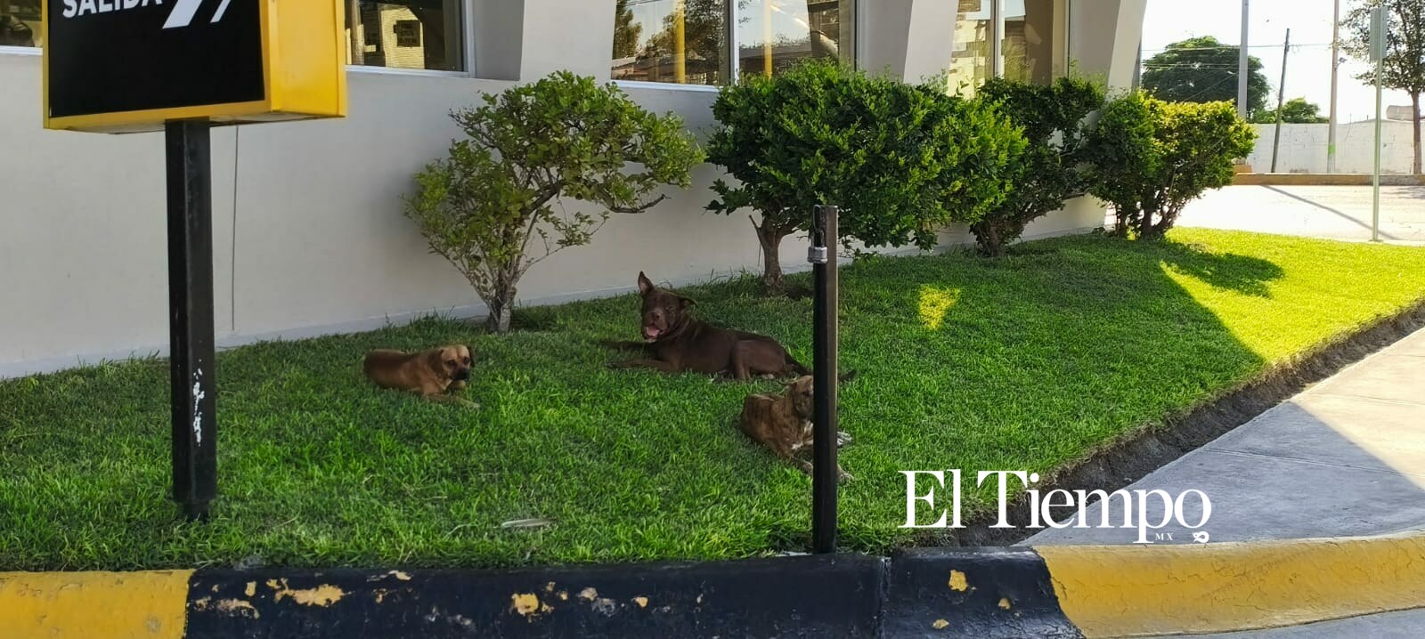 En medio del movimiento de la ciudad, tres perros descansan sobre el césped, una escena cotidiana que fácilmente pasa desapercibida.