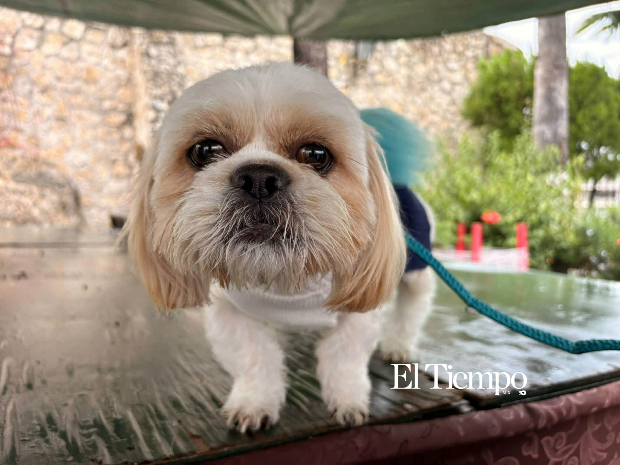 Bendicen a los animales en Monclova