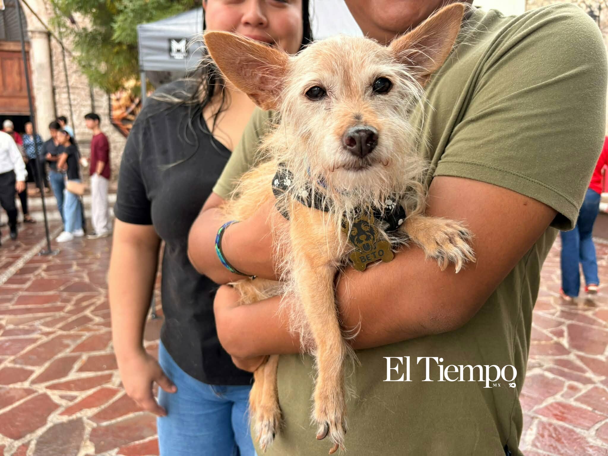 Bendicen a los animales en Monclova