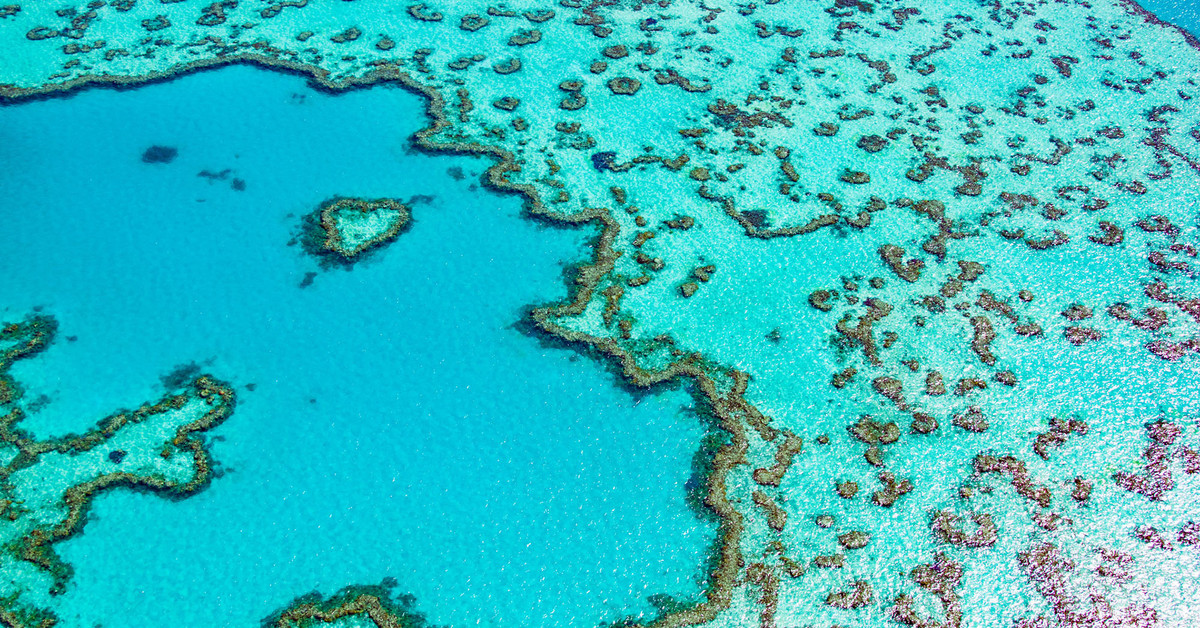 Descubren arrecife de coral en Australia de más de 500 metros de altura: Este arrecife es más alto que cualquier edificio en México.