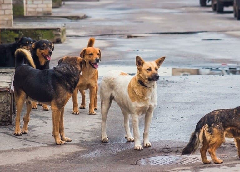 Jauría ingresa a zoológico de Nuevo León y mata a 2 canguros: Diputada exige una explicación de las autoridades estatales responsables