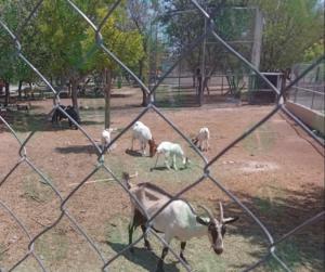 Zoológico Municipal y Ecoparque con nuevos proyectos