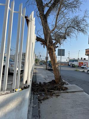 Árboles secos en la Zona Centro son un riesgo latente para la ciudadanía