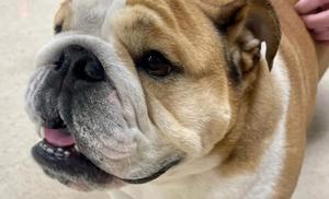 Babydog, la bulldog que se convirtió en la estrella inesperada de la Convención Republicana