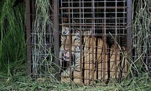 Capturan a tigre siberiano que escapó de un zoológico en Tamaulipas