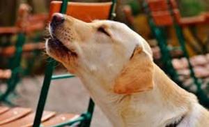 Motivos que provoca el ladrido de los perros cuando muere una persona