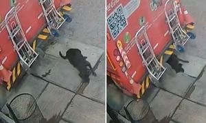 VIDEO: Camión de refrescos atropella a perrita en Tlaxcala