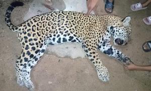 Sacrifican a jaguar en Guerrero; responsables podrían alcanzar 9 años de cárcel