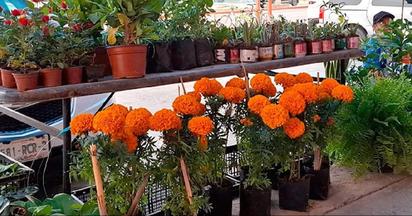 Sin aumento flores y arreglos por el Día de Muertos en Piedras Negras 