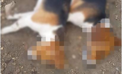 Denuncian envenenamiento masivo de perritos en Ixil, Yucatán