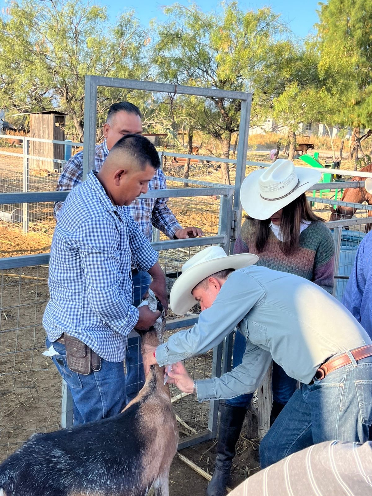 vacunación y desparasitación: Durante el programa, se vacunaron y desparasitaron más de 1,000 cabras y borregas en los ejidos.