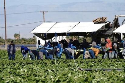 Peligra mano de obra agrícola con antiinmigración de Trump