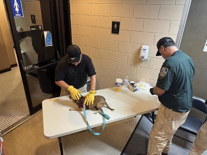 Programan nueva campaña para instalar chips en mascotas en Eagle Pass
