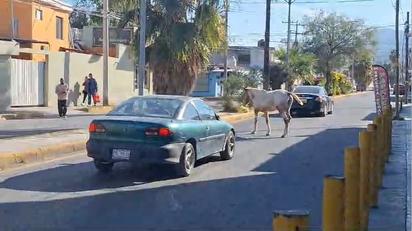 Ganado suelto entre las calles de la colonia Progreso