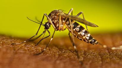 Zancudos hospitalizan a dos por dengue hemorrágico en Piedras Negras