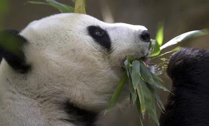 Dinero que paga EU a China por los pandas no va a conservación, según NYT